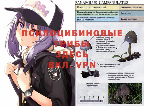 PSILOCYBIN Абаза